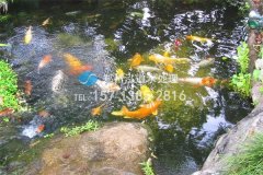 武汉养殖鱼池水处理设备工程